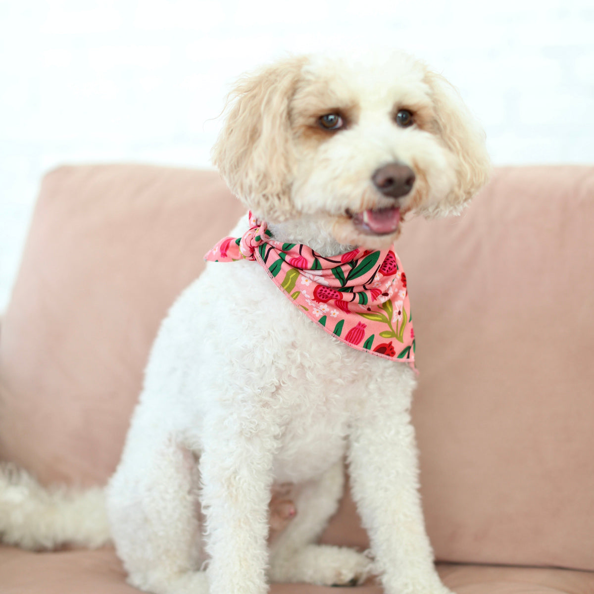 White dog wearing the pink and green Petals & Pomegranates pet bandana by Shiloh & Kate
